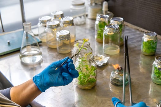 laboratory jars with plants. Selective focus. People.