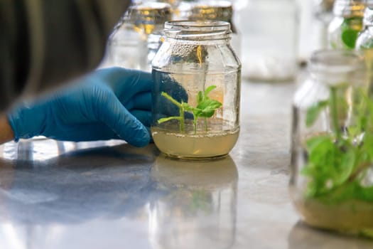 laboratory jars with plants. Selective focus. People.