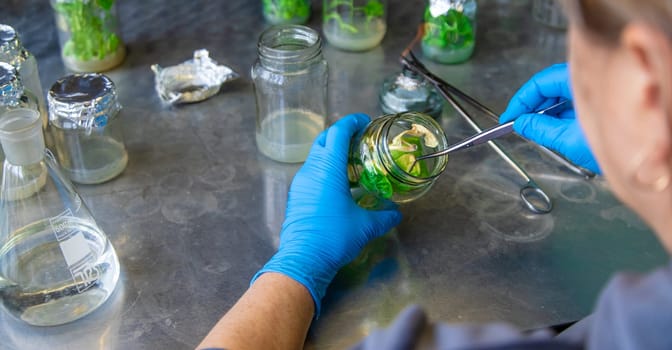 laboratory jars with plants. Selective focus. People.