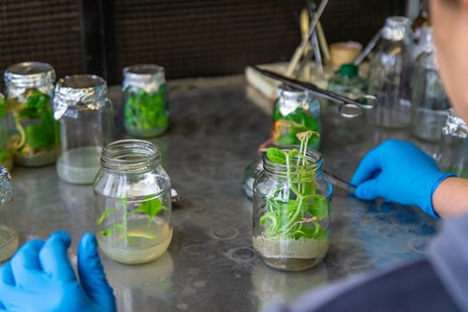 laboratory jars with plants. Selective focus. People.