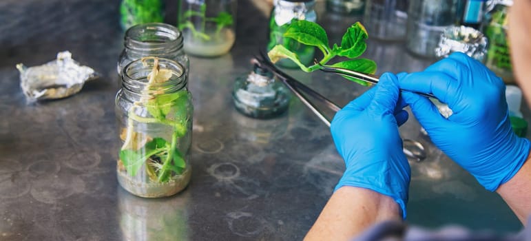 laboratory jars with plants. Selective focus. People.