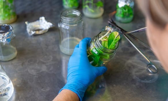 laboratory jars with plants. Selective focus. People.