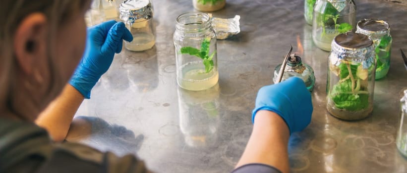 laboratory jars with plants. Selective focus. People.