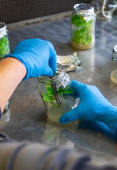 laboratory jars with plants. Selective focus. People.