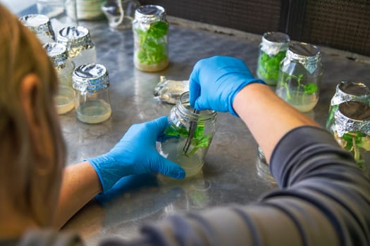 laboratory jars with plants. Selective focus. People.