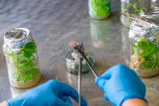 laboratory jars with plants. Selective focus. People.