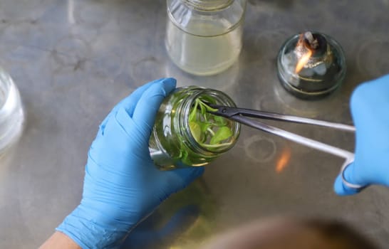 laboratory jars with plants. Selective focus. People.