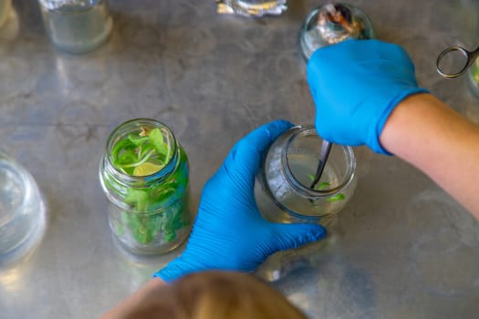 laboratory jars with plants. Selective focus. People.