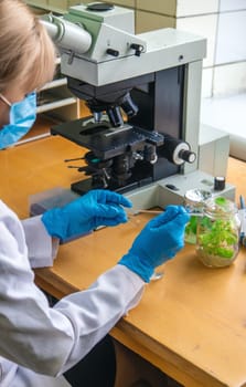 Examine in the laboratory under a microscope. Selective focus. medicine.
