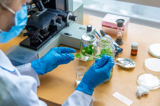 Examine in the laboratory under a microscope. Selective focus. medicine.