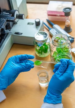 Examine in the laboratory under a microscope. Selective focus. medicine.