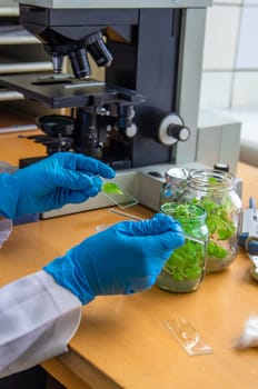 Examine in the laboratory under a microscope. Selective focus. medicine.
