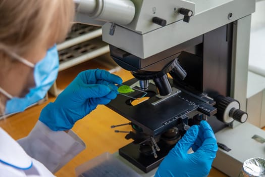 Examine in the laboratory under a microscope. Selective focus. medicine.
