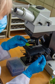 Examine in the laboratory under a microscope. Selective focus. medicine.