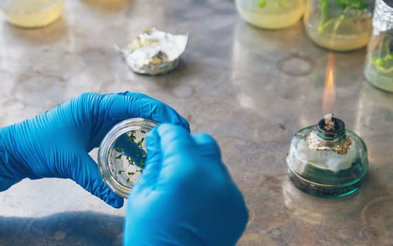 laboratory jars with plants. Selective focus. People.
