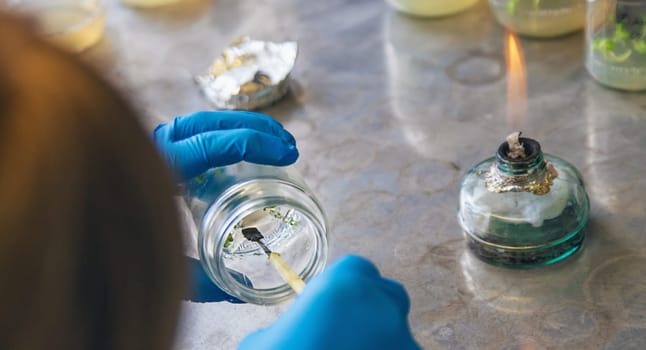 laboratory jars with plants. Selective focus. People.