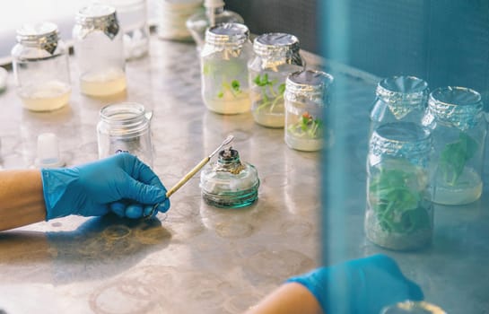 laboratory jars with plants. Selective focus. People.