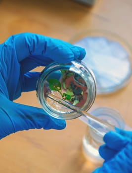 laboratory jars with plants. Selective focus. People.