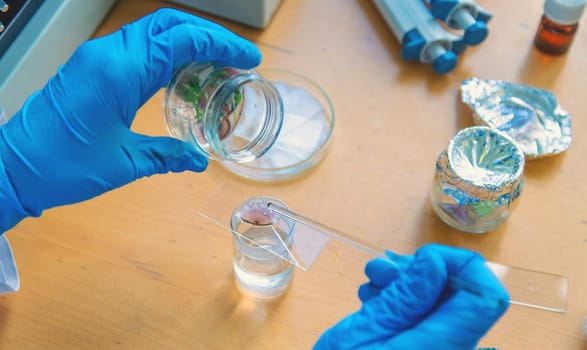 laboratory jars with plants. Selective focus. People.