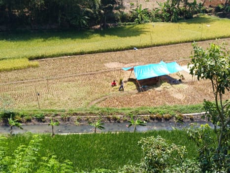 A blue tarp is set up in a field of rice. A man is standing in the field