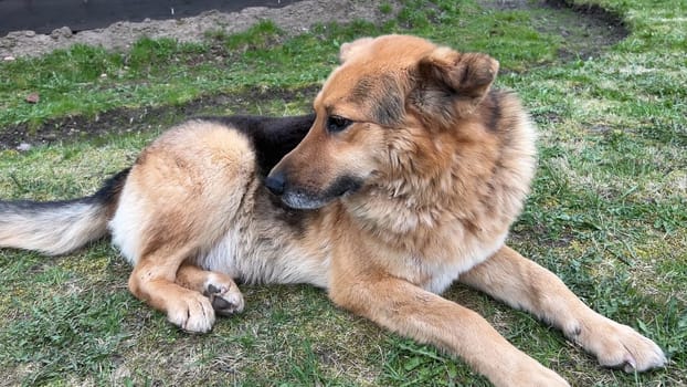 Elderly German shepherd dog lies in a coniferous forest.