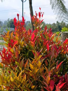 Vibrant Australian rose leaves showcasing bright reds and greens under sunlight. Captured in a lush garden setting, these leaves bring warmth and color, symbolizing growth and renewal.