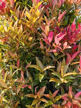 Vibrant Australian rose leaves showcasing bright reds and greens under sunlight. Captured in a lush garden setting, these leaves bring warmth and color, symbolizing growth and renewal.
