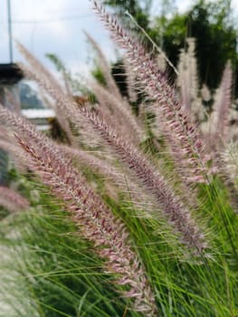 A close-up view of ornamental grass gently swaying in a breeze, showcasing its delicate, feathery texture. The natural greenery creates a serene and calming outdoor atmosphere.