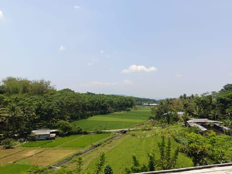 A field of rice with a river running through it. The river is green and the rice is brown