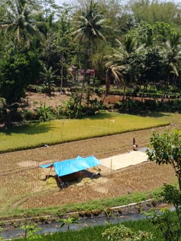 A blue tarp is set up in a field of rice. A man is standing in the field