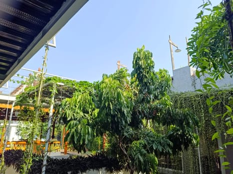 Peaceful backyard garden filled with abundant leafy plants under a clear blue sky, offering a serene and natural atmosphere perfect for relaxation and outdoor enjoyment.