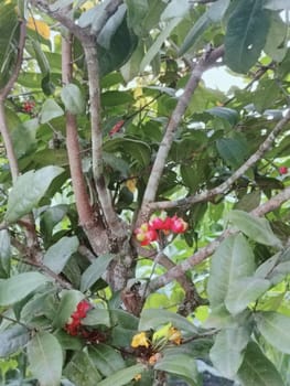 A detailed close-up of bright red and yellow fruits amidst lush green leaves and textured branches on a tree. The vibrant colors create a lively and natural atmosphere.