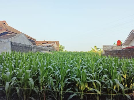 A lush cornfield grows in an urban setting, surrounded by residential houses under the morning light. The contrast between agriculture and urbanization highlights a unique blend of nature and city life.