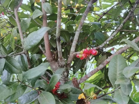 A detailed close-up of bright red and yellow fruits amidst lush green leaves and textured branches on a tree. The vibrant colors create a lively and natural atmosphere.