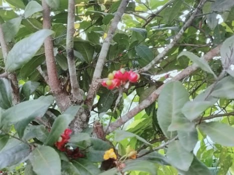 A detailed close-up of bright red and yellow fruits amidst lush green leaves and textured branches on a tree. The vibrant colors create a lively and natural atmosphere.