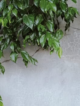 Vibrant green leaves cascade gracefully over a textured concrete wall, creating a serene and natural ambiance. Perfect for eco-themed projects or nature-inspired designs.