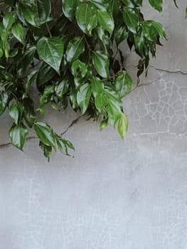Vibrant green leaves cascade gracefully over a textured concrete wall, creating a serene and natural ambiance. Perfect for eco-themed projects or nature-inspired designs.
