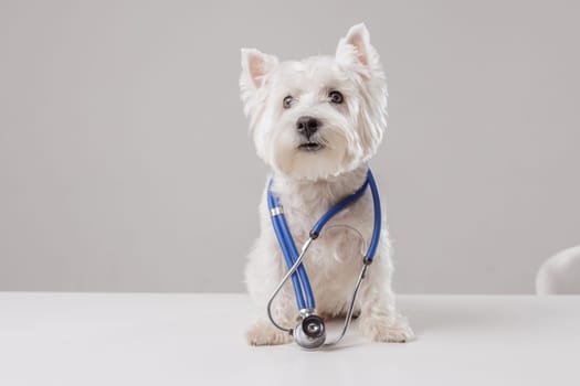Portrait of white dog as doctor with stethoscope on clean white background, space for text, pet health