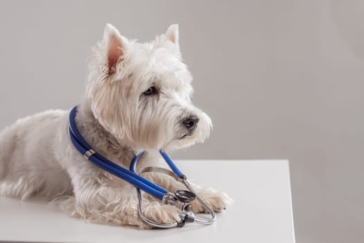 Portrait of white dog as doctor with stethoscope on clean white background, space for text, pet health