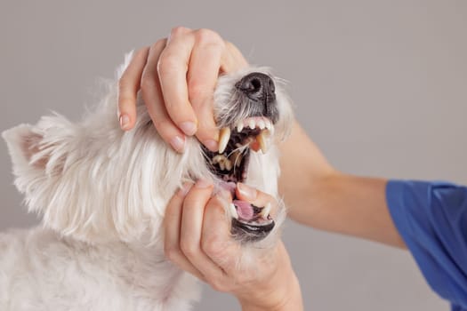 Female veterinarian examining the oral health of a West Highland White Terrier on a white background. The dog's owner brings her four-legged friend for a checkup