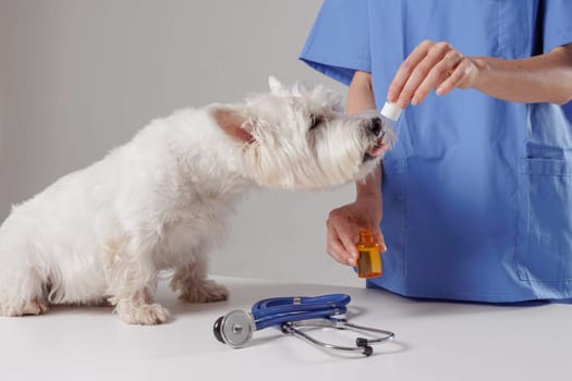 veterinarian giving medicine with a pipette to a white dog close-up in a veterinary clinic, dog treatment, vitamins for pets