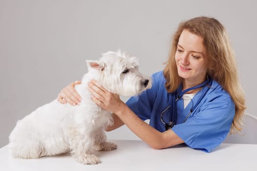 Beautiful Female Veterinarian Petting a Noble Dog West Highland White Terrier . Healthy pet being examined by happy caring doctor on white background