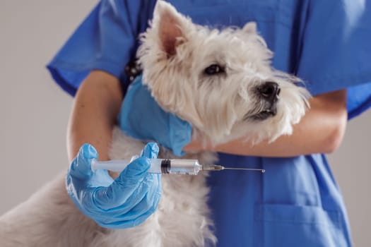 A veterinarian holds a syringe with a vaccine near a dog to prevent infection in a modern veterinary clinic. Taking a dog to a specialist veterinarian for an annual checkup