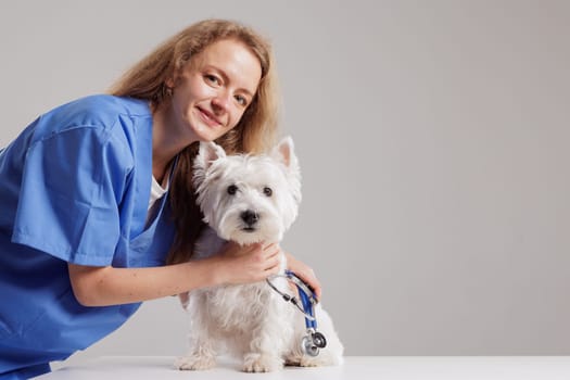 Beautiful Female Veterinarian Petting a Noble Dog West Highland White Terrier . Healthy pet being examined by happy caring doctor on white background