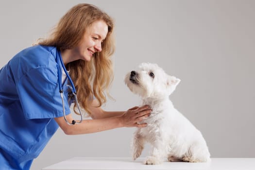 Beautiful Female Veterinarian Petting a Noble Dog West Highland White Terrier . Healthy pet being examined by happy caring doctor on white background