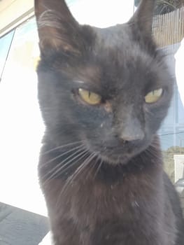 black cat portrait muzzle, animal, pet, cat breed, domestic animals. High quality photo