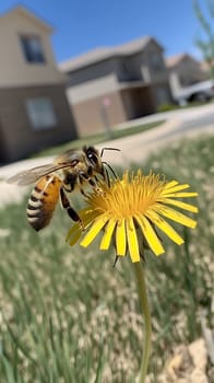 Close up of a bee collecting nectar from a vibrant yellow dandelion in a suburban garden on a sunny day.