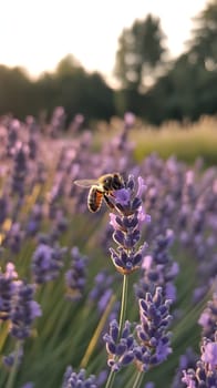 A close up of a bee collecting nectar from a lavender flower, highlighting the beauty of nature's pollinators.