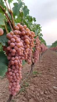 A vineyard with rows of lush grapevines laden with ripe, plump grapes, ready for harvest.