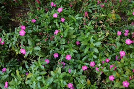 A scene filled with lush greenery and vibrant pink flowers, making it perfect for all naturethemed projects